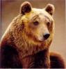 rickybear